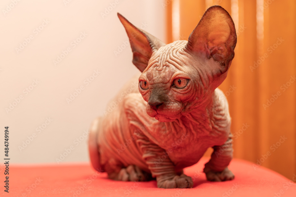 Sphynx cat - a small two-month-old kitten. Hairless cat breed