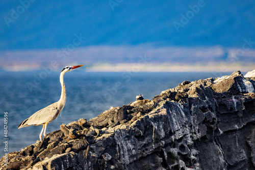 A Blue Heron has to step carefully around the  Marine Iguanas resting on the rocks, almost blending in. Punta Espinosa on Fernandina Island, Galapagos © Joanne