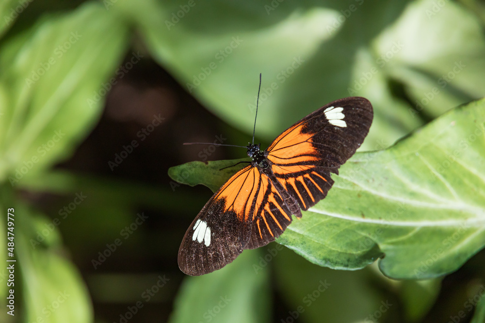 Black reddish brown and white butterfly sitting on a green leaf Black reddish brown and white butterfly sitting on a green leaf