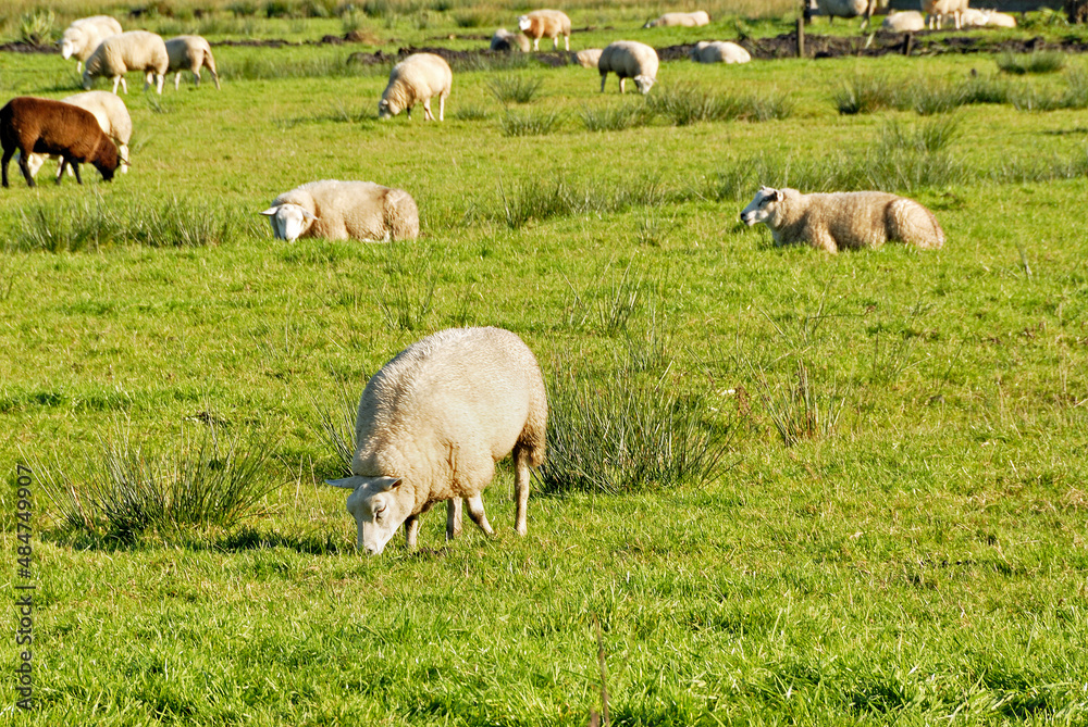 Ovelhas pastando.