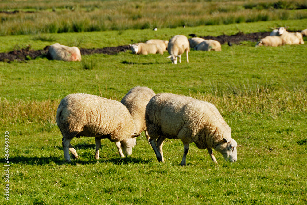 Ovelhas no campo , pastando. Ovelhas no campo , pastando.
