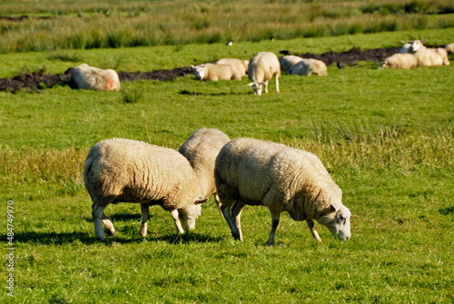 Ovelhas no campo , pastando.