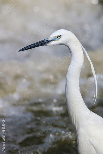 Little Egret, South Africa
