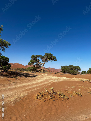 Dirt road in desert. Sand road to Sossusvlei Deadvlei. Lonely tree.