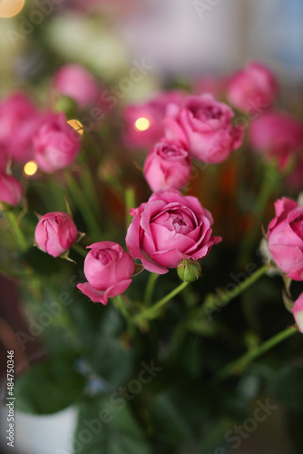 pink roses in a garden