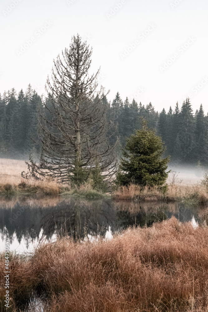 Lake and trees in the fog at Filipova Hut, Sumava national park, Czech republic