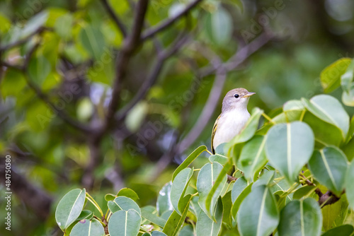 The lesser greenlet (Pachysylvia decurtata) is a small bird in the vireo family. Photographed amidst the trees at Urbina Bay on Isabela Island photo