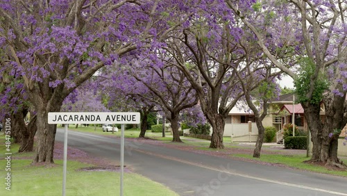 close view of a road sign and flowering trees on jacaranda ave during the jacaranda festival at grafton in nsw, australia