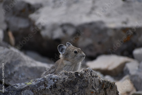 Pika on a rock questioning its existence