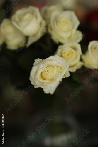 yellow rose on black background