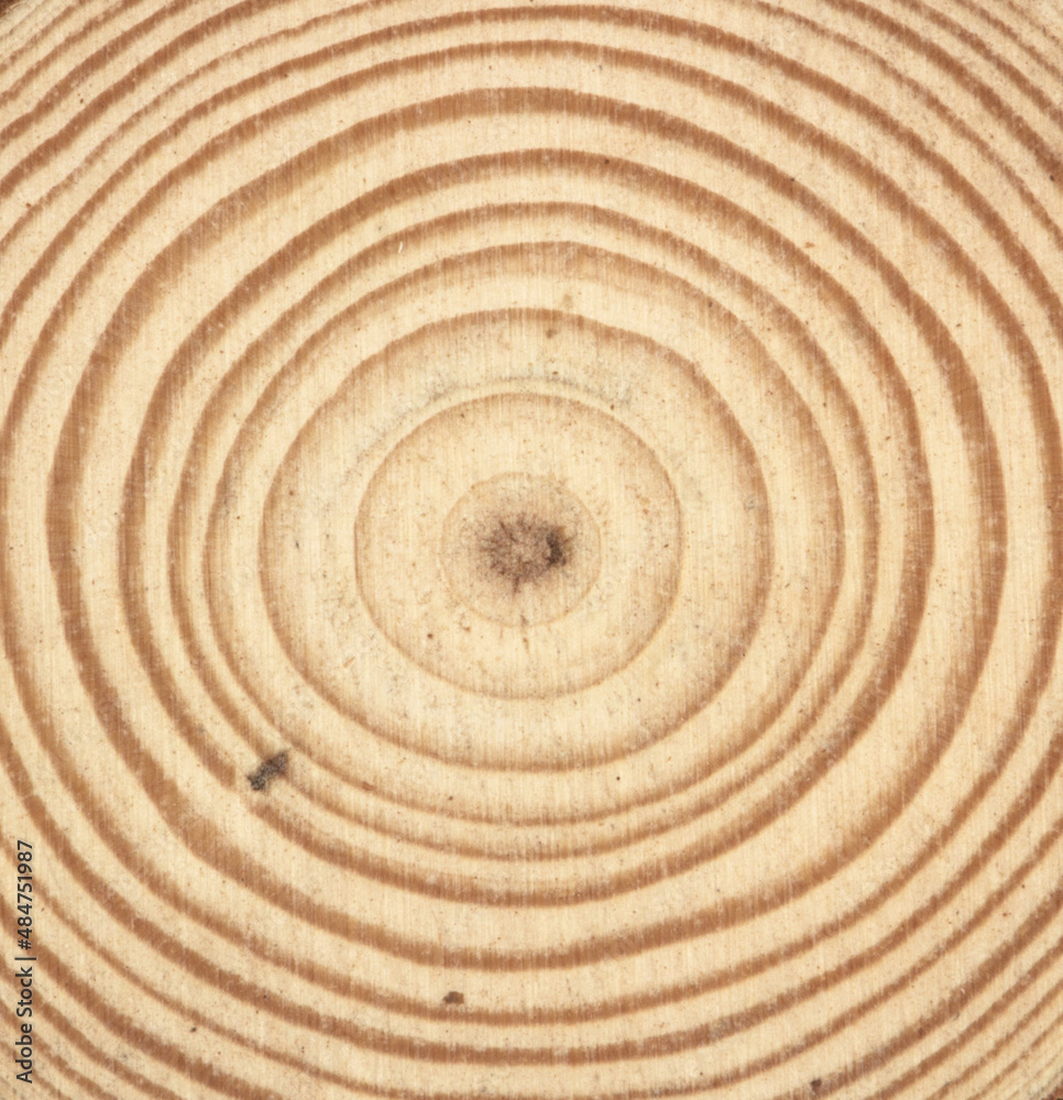 Structure of trees with circular rings. Structure of trees with circular rings.