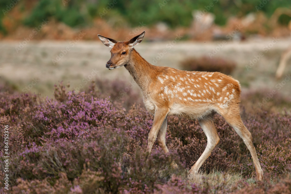 Red deer calf in rutting season in National Park Hoge Veluwe in the Netherlands Red deer calf in rutting season in National Park Hoge Veluwe in the Netherlands