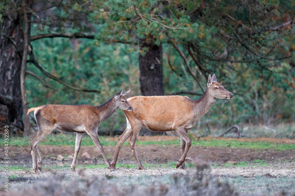 Red deer female and calf in rutting season in National Park Hoge Veluwe in the Netherlands Red deer female and calf in rutting season in National Park Hoge Veluwe in the Netherlands