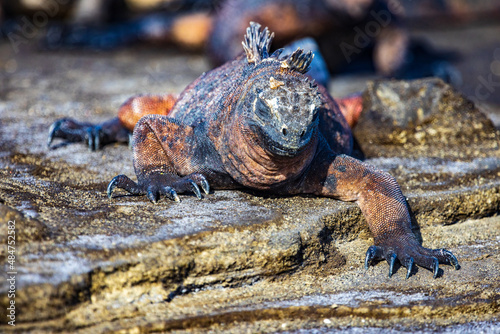 A marine iguana (sea or saltwater iguana) is only found in the Galapagos Islands. It has the unique ability to forage in the sea for algae and also live on land. Taken at Puerto Egas, Santiago Island photo