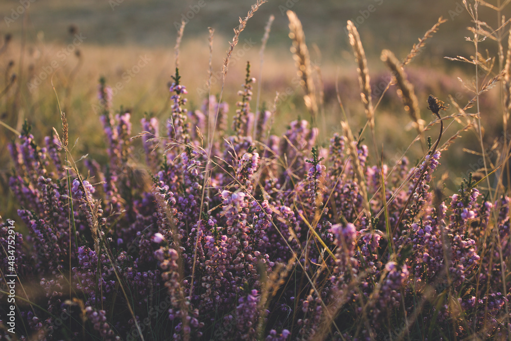 Obraz premium lavender field at sunset