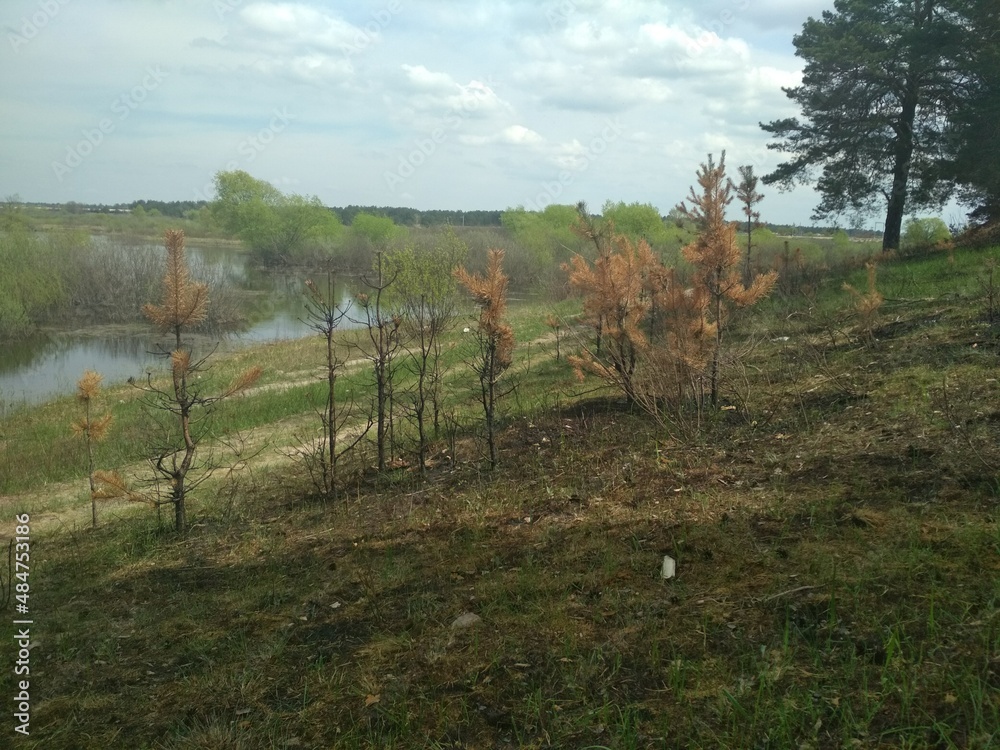 burnt earth forest. Recovery from fire. Young trees and charred dried up