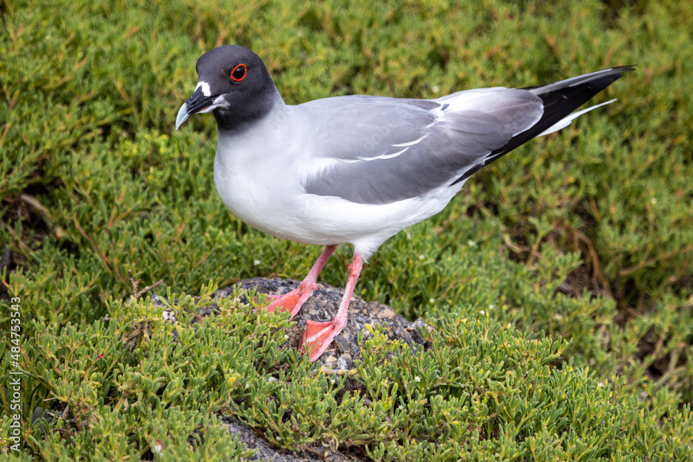 A swallow tailed gull (Creagrus furcatus) stands on a rock among the carpet weed (sesuvium edmonstonei) on South Plaza Island. Photographed in the Galapagos National Park, Ecuador A swallow tailed gull (Creagrus furcatus) stands on a rock among the carpet weed (sesuvium edmonstonei) on South Plaza Island. Photographed in the Galapagos National Park, Ecuador