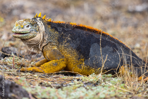 This Galapagos land iguana (Conolophus Subcristatu) on South Plaza Island is yellowish in color with splotches of black and white. photo