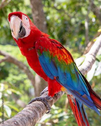 Guacamaya roja - scarlet macaw photo