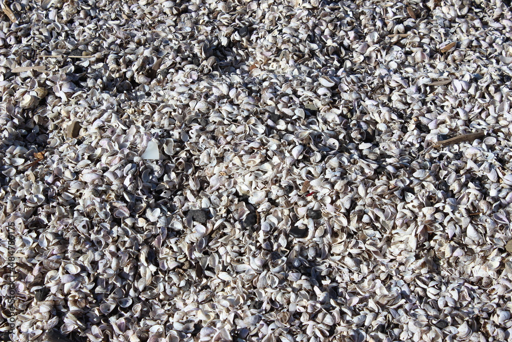 Shells Shells