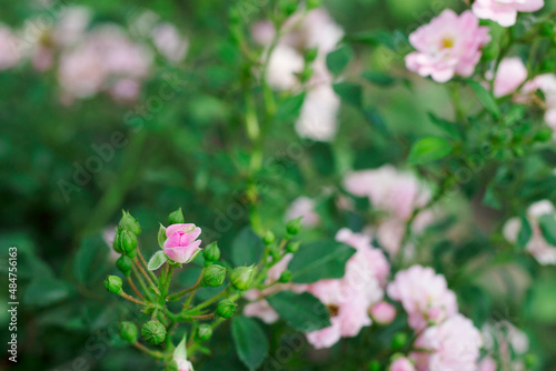 pink rose flowers in a garden