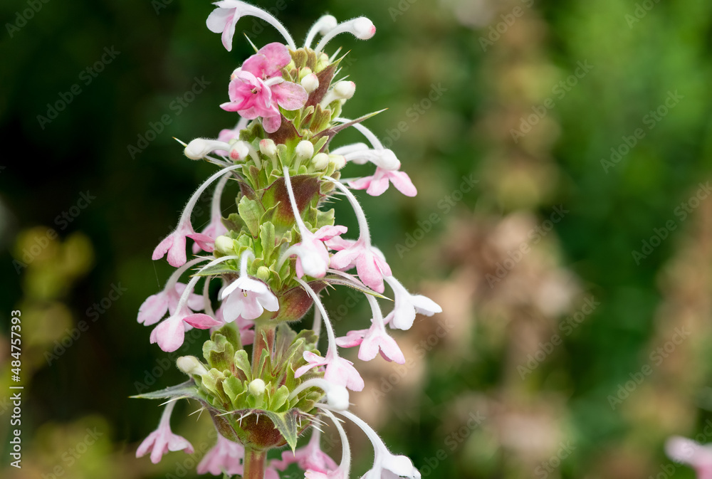 Close up of a Himalayan whorlflower (morina longifolia) in bloom Close up of a Himalayan whorlflower (morina longifolia) in bloom
