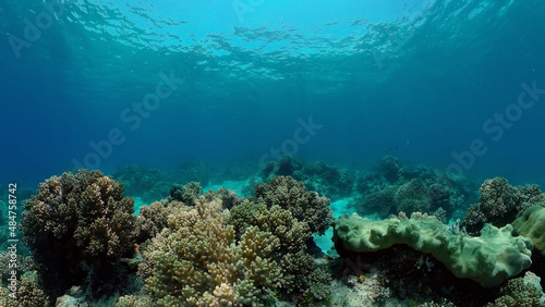 Coral reef underwater with tropical fish. Hard and soft corals, underwater landscape. Travel vacation concept. Philippines. © Alex Traveler