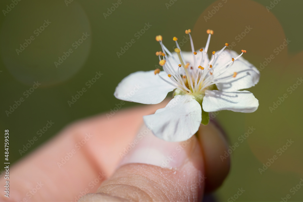 Hand holding apple blossom in springtime Hand holding apple blossom in springtime