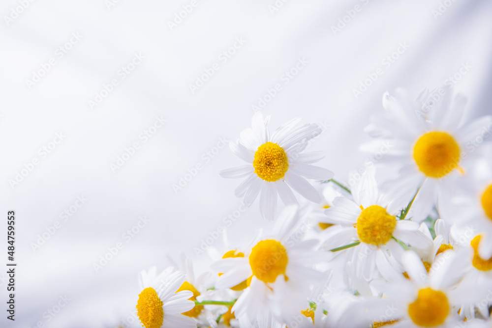 Obraz premium Camomile flowers on white blanket minimal