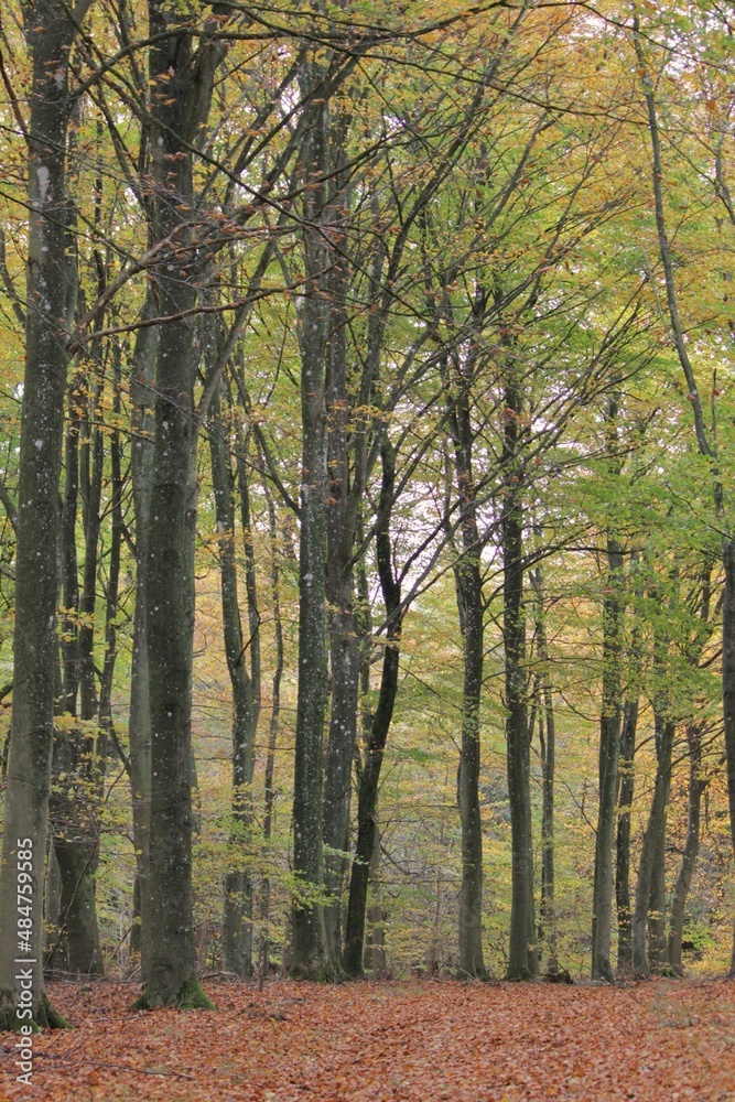 Forest trees in autumn