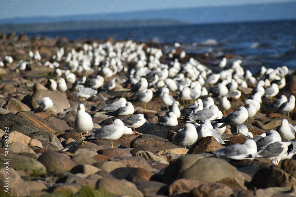 assorted gulls