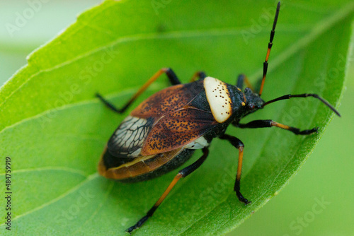 Largus humilis é uma espécie de Percevejo na família Largidae. photo