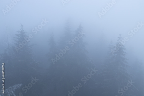 Bäume im Nebel © JeanMarie