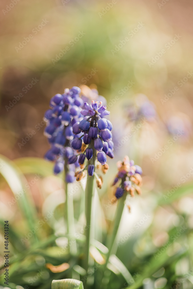 Grape Hyacinth Grape Hyacinth