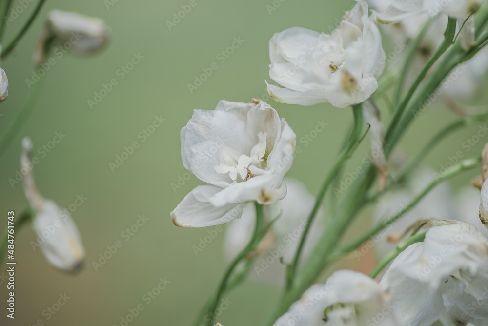 white flowers white flowers