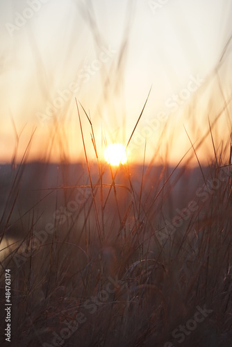 sunset in the grass © Viacheslav