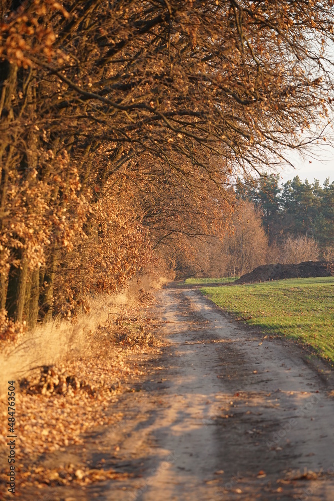 Naklejka premium sunset in the forest