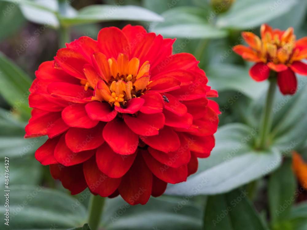 red dahlia flower