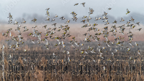 Stado ptaków nad ścierniskiem słoneczników  photo