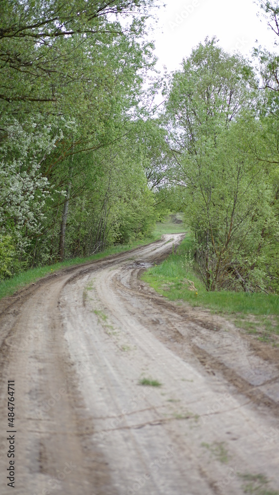 road in the woods