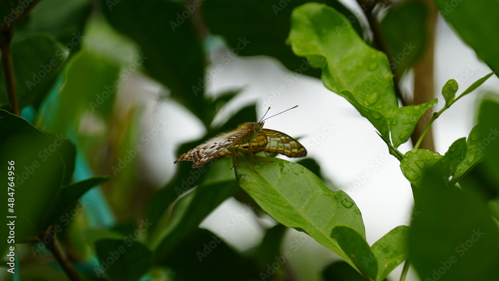 insect, nature, macro, bug, fly, beetle, bee, leaf, flower, animal, wasp, closeup, summer, black, close-up, garden, wildlife, detail, honey, yellow, grass, pest, wings, wing, wild insect, nature, macro, bug, fly, beetle, bee, leaf, flower, animal, wasp, closeup, summer, black, close-up, garden, wildlife, detail, honey, yellow, grass, pest, wings, wing, wild