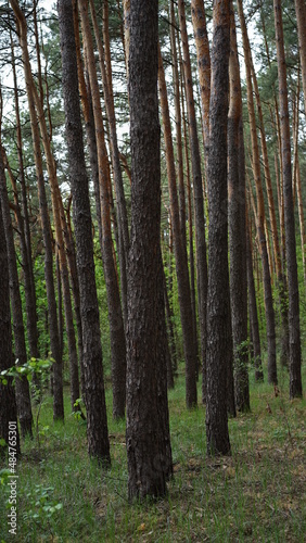 pine forest in the morning