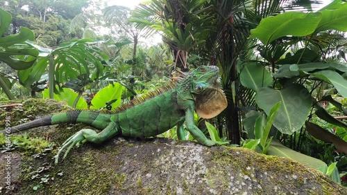 Video of Green iguana, Arenal National Park, La Fortuna, Costa Rica photo