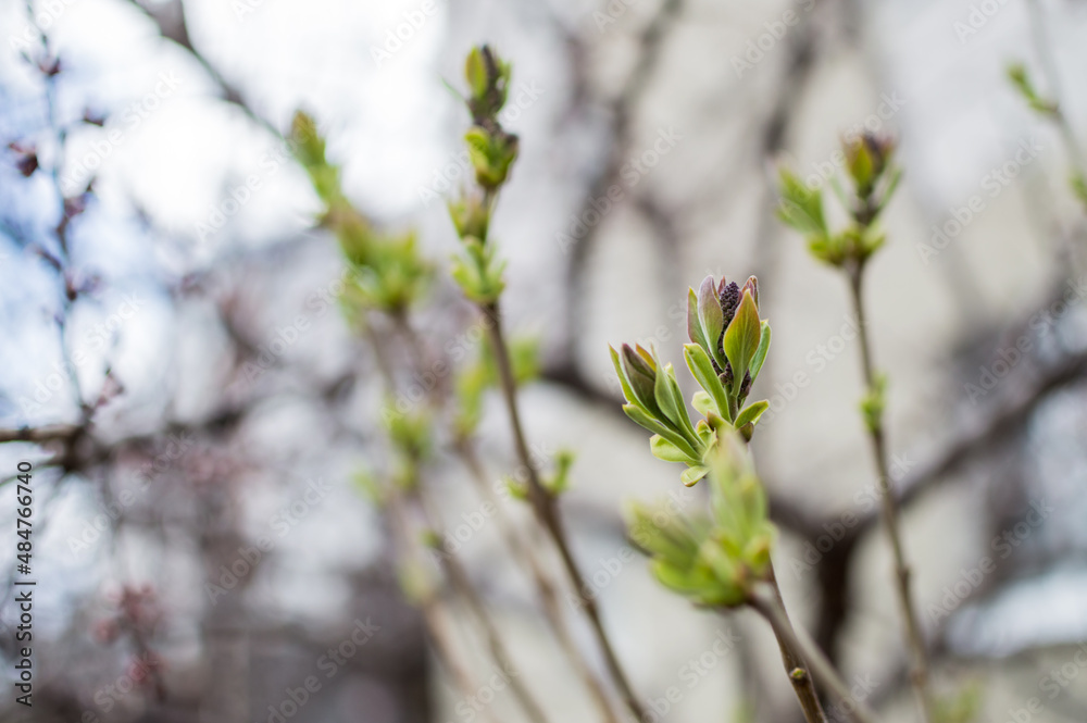 Unopened buds of lilac blossoms on branch on blurry background Unopened buds of lilac blossoms on branch on blurry background