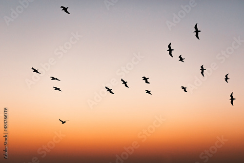 Flock of birds flying in the sunset © Cavan