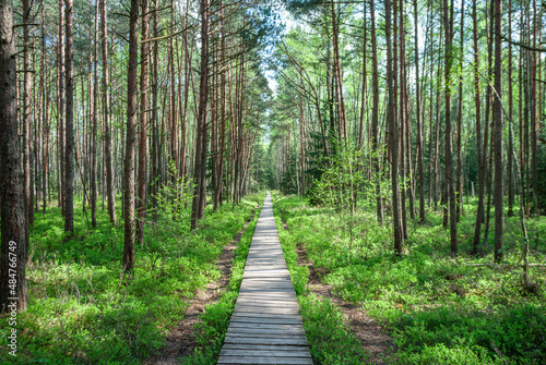 Wooden path among coniferous forests in early spring, symmetry