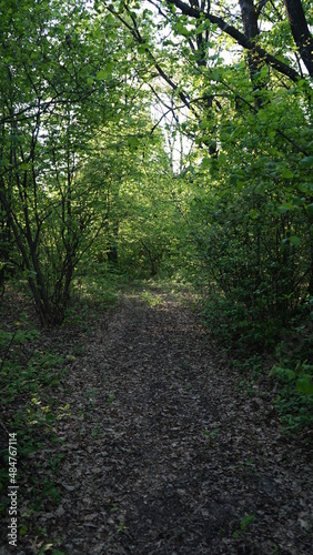 footpath in the woods © Viacheslav