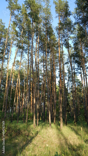 pine trees in the woods
