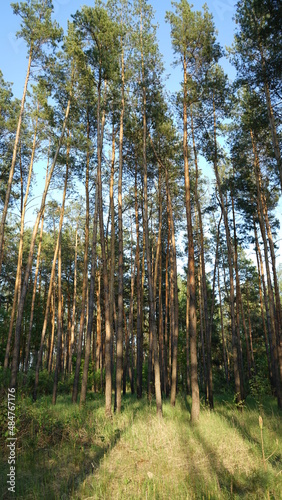 pine forest in the morning