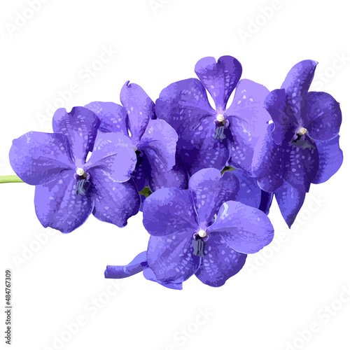 Vector illustration of blue vanda orchid flower
